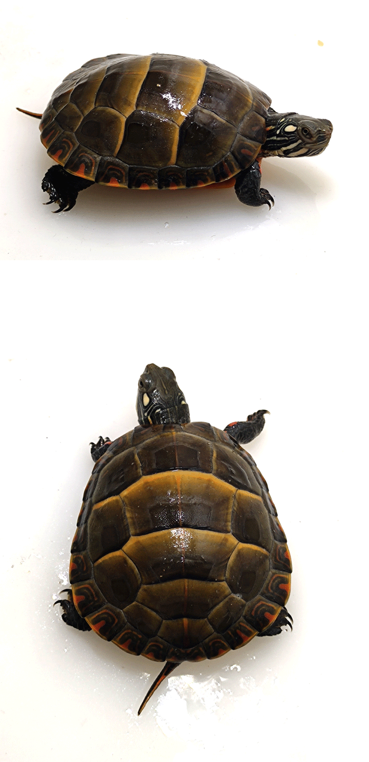 东锦龟长大后的图片图片