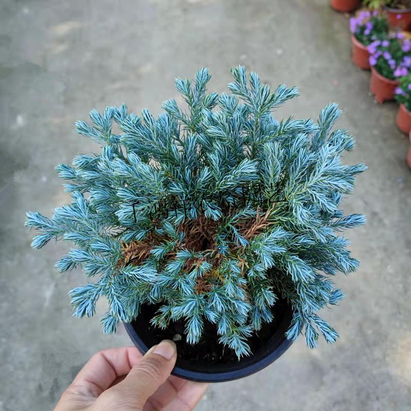多年生蓝湖柏蓝色博尔瓦柏树庭院别墅阳台盆栽苗四季耐寒耐热植物酉