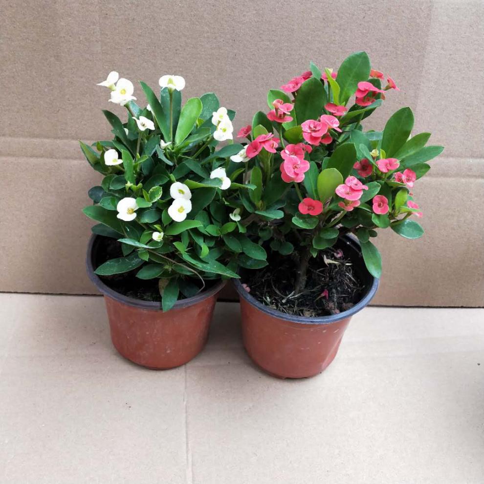 铁海棠黄色虎刺梅盆栽花开不断虎刺梅小花四季开花室内 黄色大叶大花