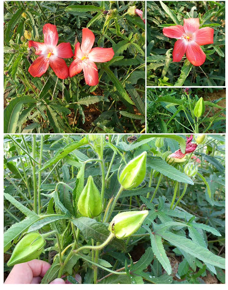 箭叶秋葵五指山参果干茶剑叶秋葵红花马宁果番石榴茶果五君汤1罐装