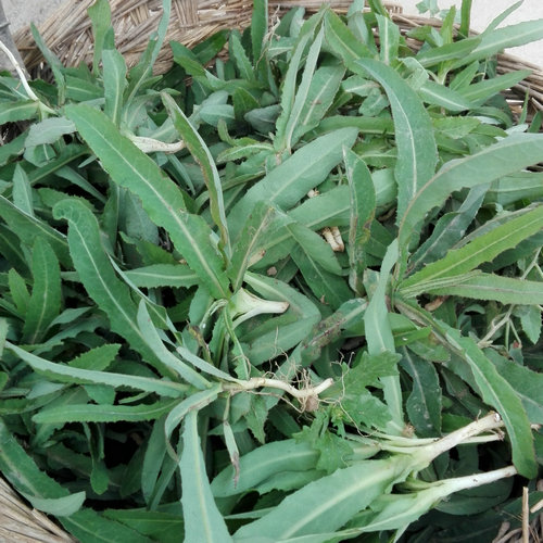 甘肃土特产野菜苦菜干晒