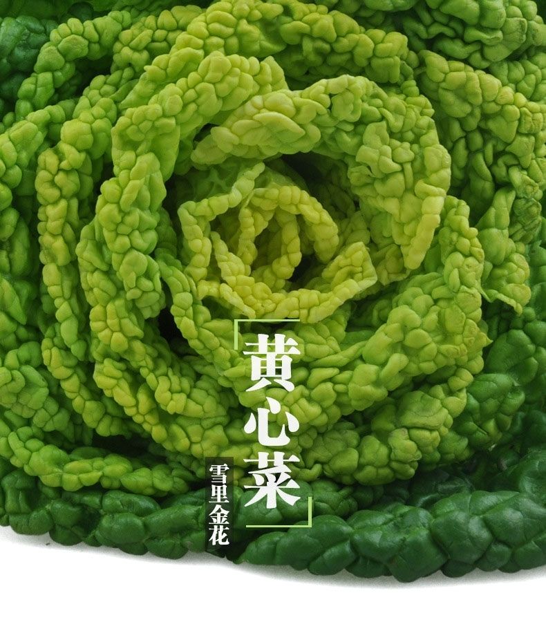 黄心菜新鲜蔬菜农家自种乌塌菜小白菜菊花心青菜黄心乌1斤5斤5斤装