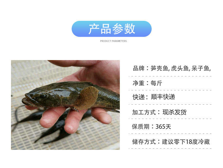 lism新鮮活虎頭魚呆子魚沙塘鱧筍殼魚虎頭鯊土憨巴尖塘鱧老頭魚活魚現