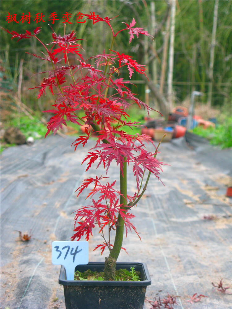 红枫日枫青龙羽毛枫直立生长青羽毛盆景盆栽虎雀a1172号青龙羽毛枫