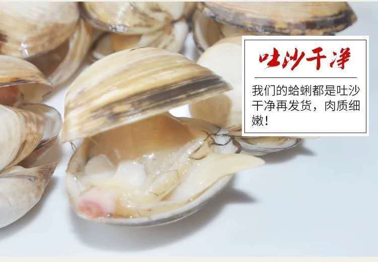 白蛤蜊鲜活白贝连云港特产海鲜水产贝类白蛤蛤蜊肉蚬子海蛤蜊腾旺纳跃