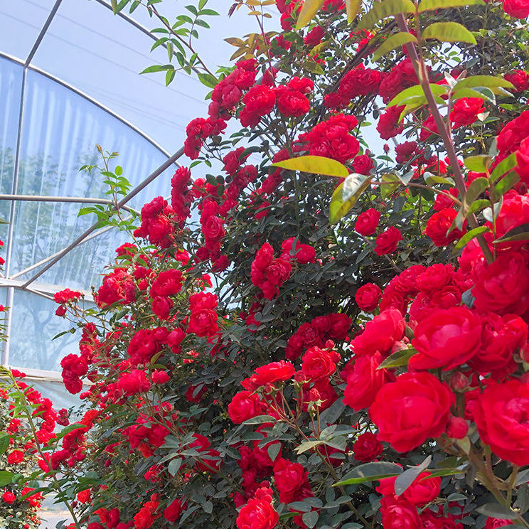 樱之恋红木香红色爬藤植物庭院花苗盆栽攀爬花卉小苗20厘米左右3颗