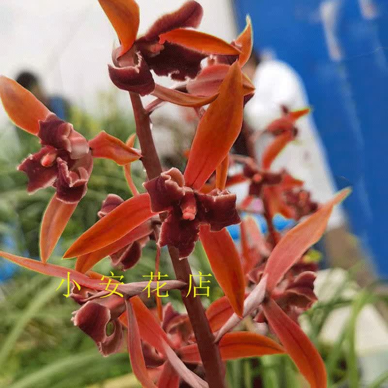 名贵浓香型兰花苗蕙兰红运三星室内花卉盆栽植物好养易活精品两苗红运