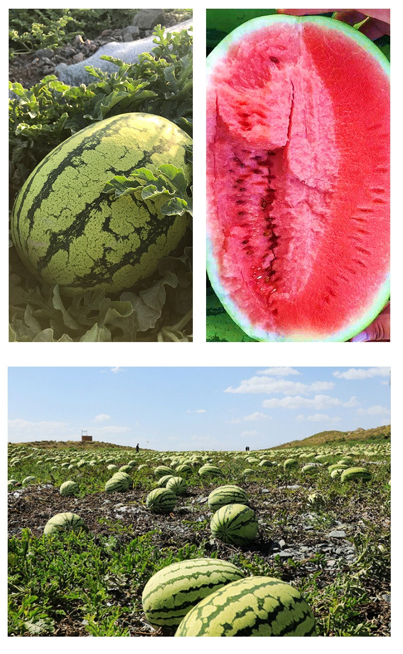 宁夏中卫巨型硒砂西瓜现摘现发当季新鲜西瓜孕妇1020斤沙瓤大西瓜18斤