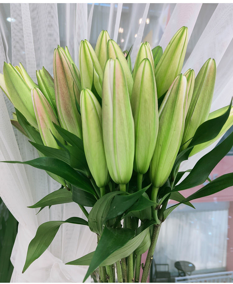 云南直发百合新鲜鲜百合混搭鲜花速递水养真花星光百合20朵花苞保鲜剂