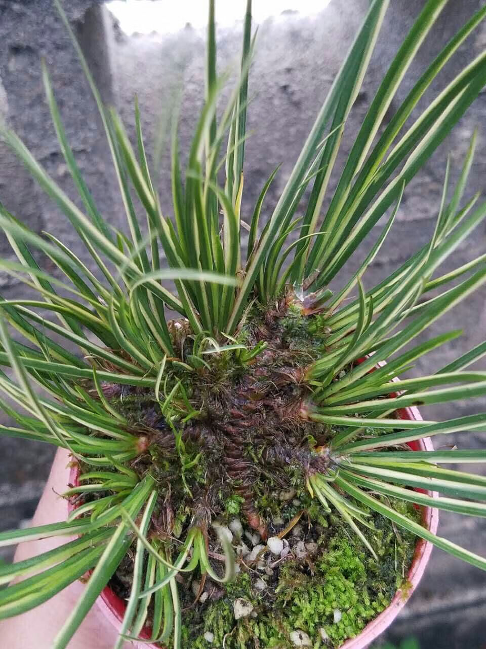 龙根菖蒲叶艺花叶金边蒲草有栖川正宗胧月金凤凰大香苗案头盆景有栖川