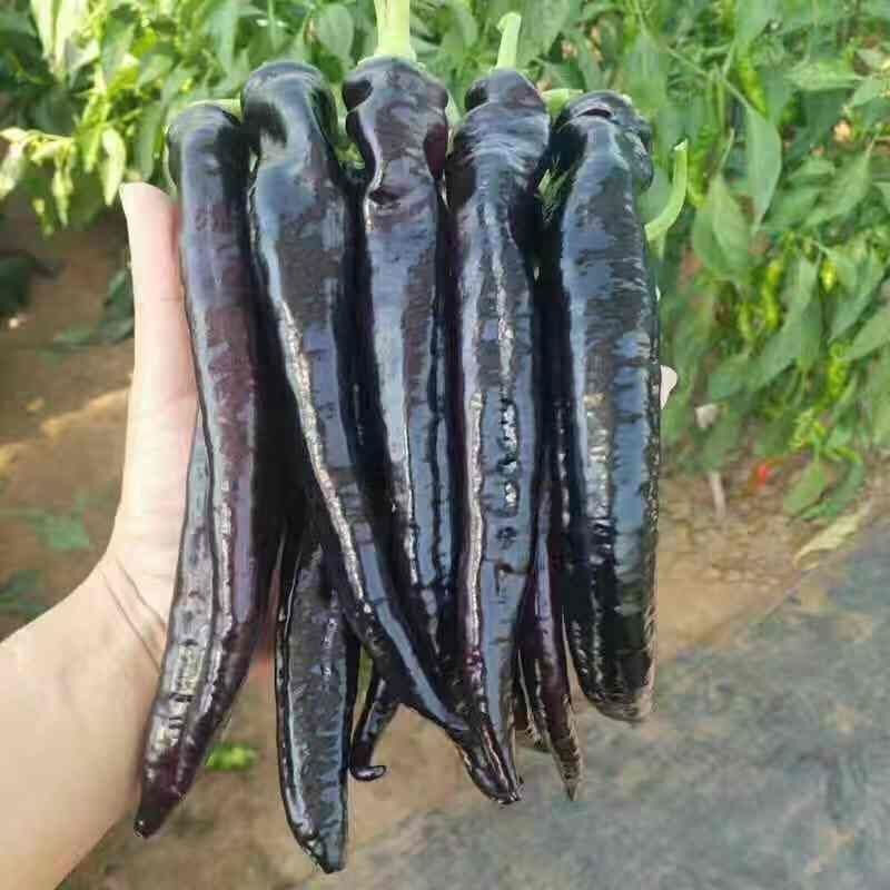 山东特产新鲜蔬菜寿光特色紫妃尖椒紫美人尖椒辣紫羊角彩椒2斤