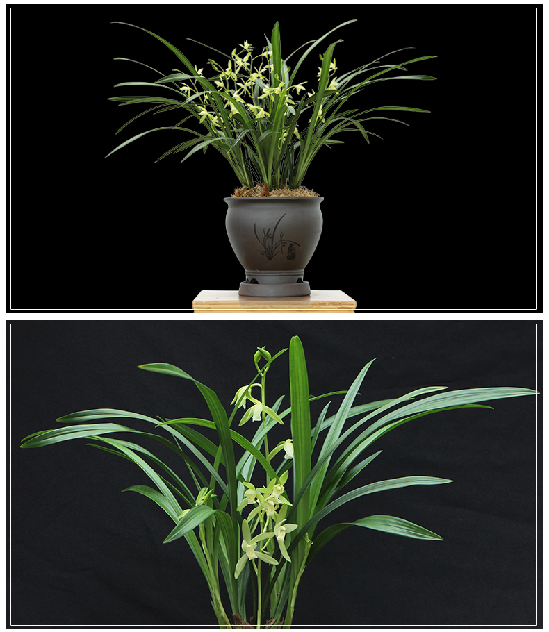 观音素 素色花朵建兰四季兰兰花 室内绿色植物花卉盆栽盆景连城 观音