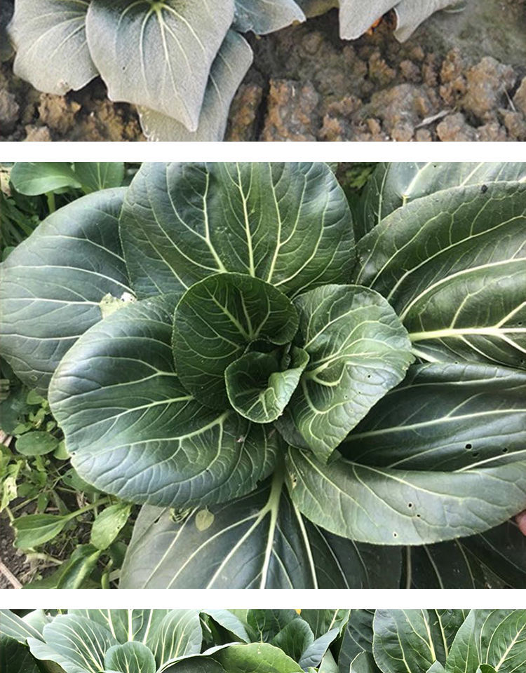 苏北农家霜冻上海青大青菜蔬菜新鲜苏州青矮脚打太湖黑油菜大头 3斤