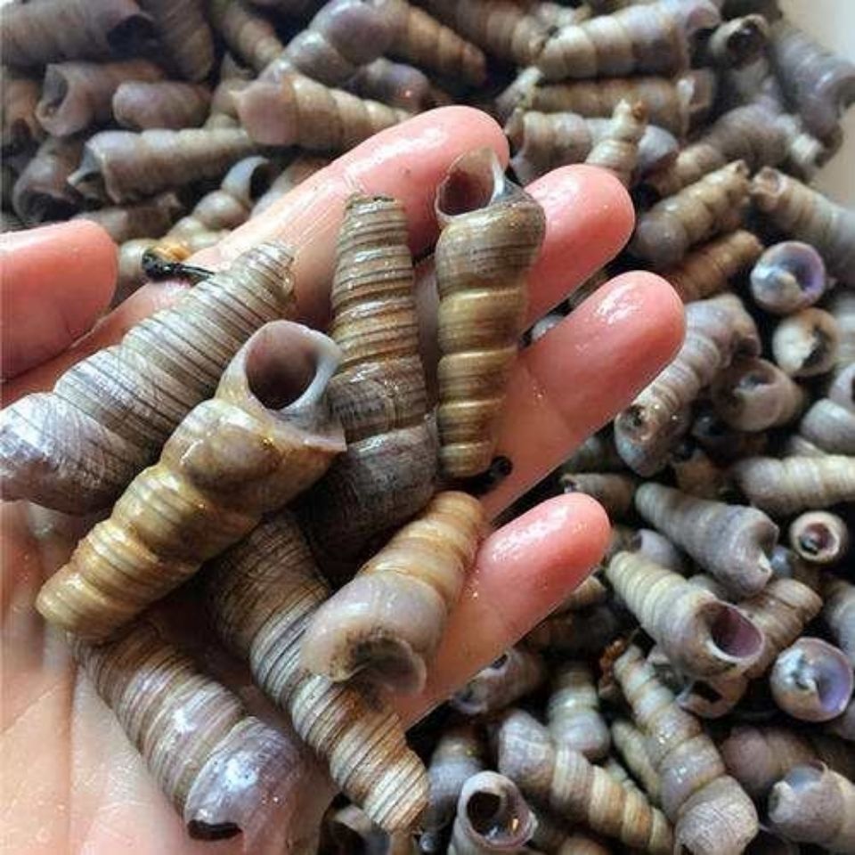 鲜美惊 新鲜钉螺鲜活尖螺海螺丝生新鲜长尾螺海锥泥螺螺类水产 去尾