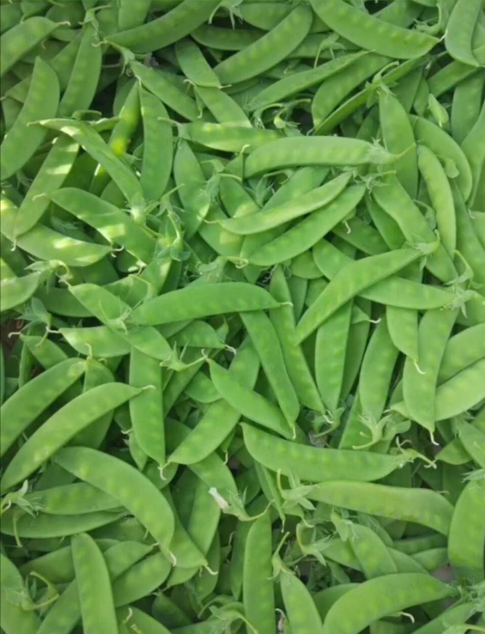 晨臻云南高山荷兰豆荚豆扁豆小荷兰豆 蔬菜基地现采直发 3斤【图片