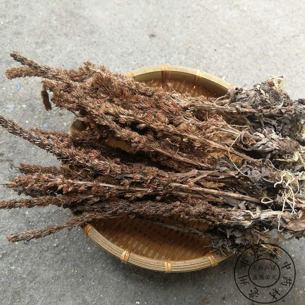 有仁堂瓦松整颗瓦松草瓦花向天草天王铁塔草500g500克