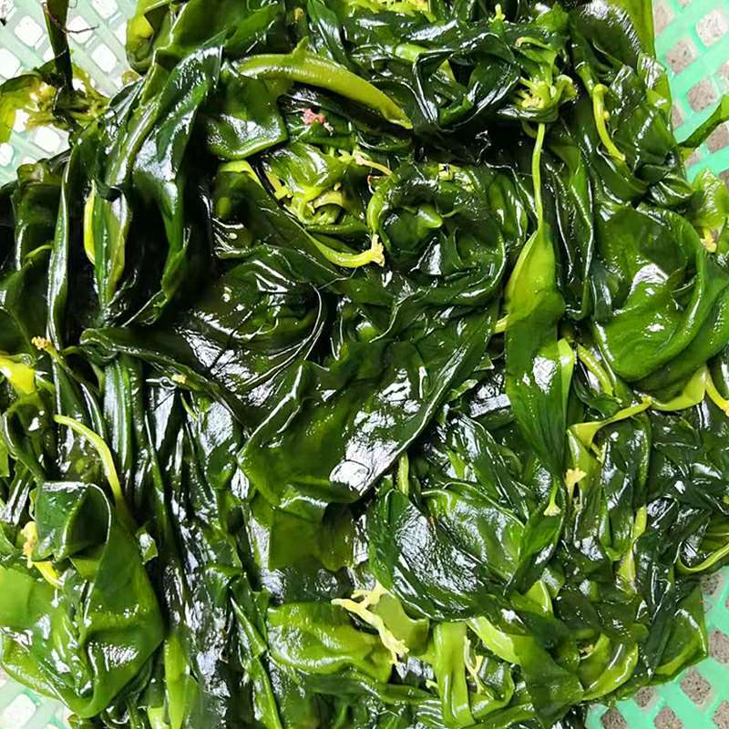 海带苗嫩新鲜食用霞浦海带嫩芽薄火锅食材小海带苗1斤【图片 价格