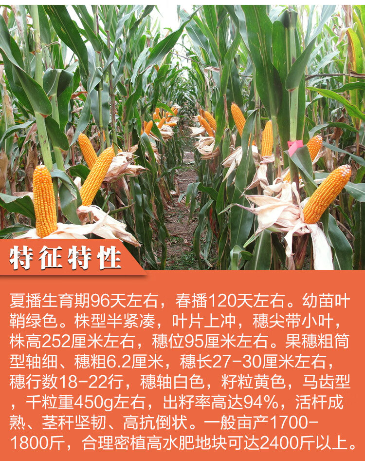 沈玉21玉米种子简介图片