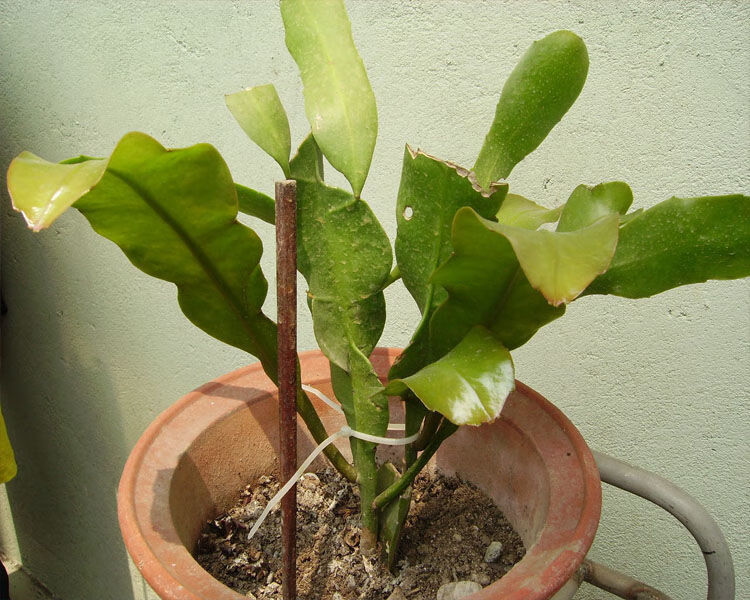 现货现发昙花苗盆栽花卉大叶12棵4棵月下美人一现卧室内绿植净化空气