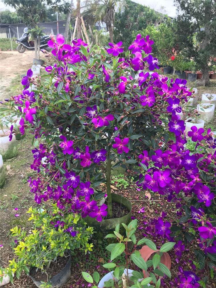 四季开花巴西野牡丹紫牡丹绿植花卉阳台植物紫色野牡丹花苗盆栽yz很多