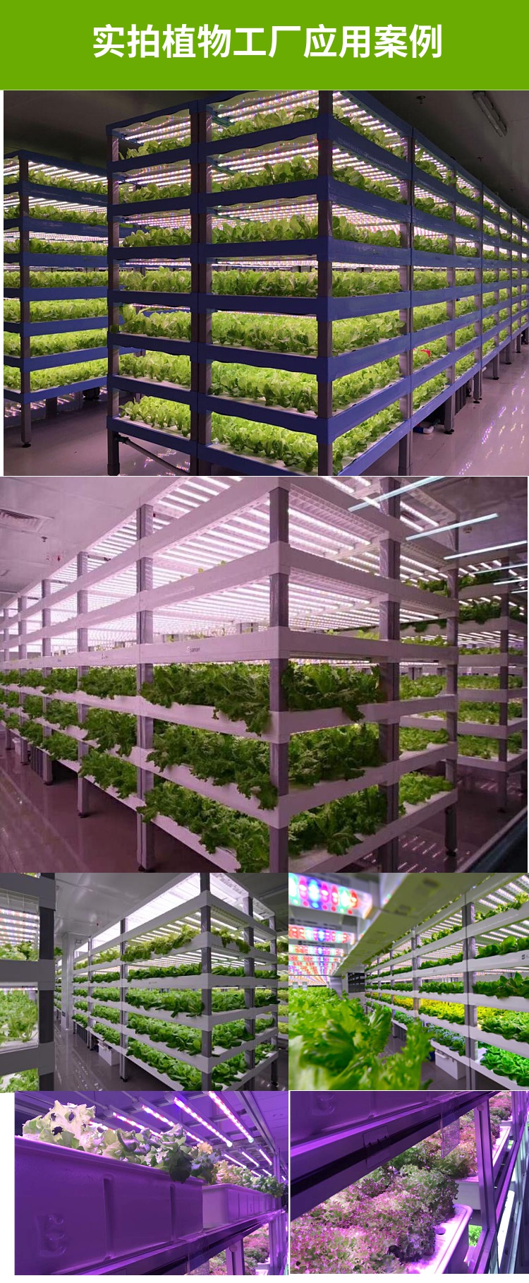 梵靓led红蓝白植物生长灯大棚蔬菜工厂室内水培叶菜全光谱t8补光灯管