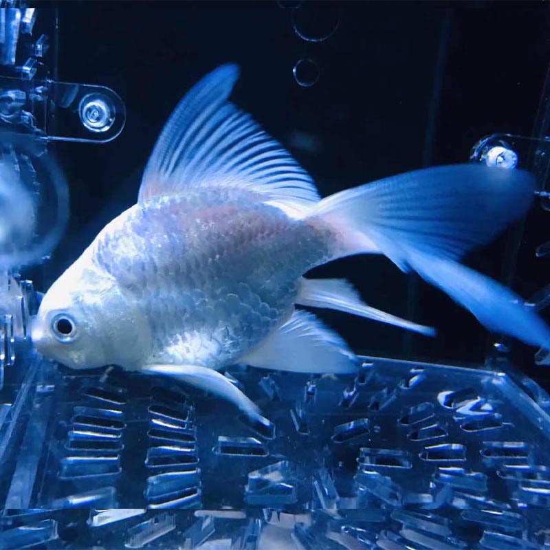 荣郁红色蝴蝶鲤球体冷水鱼锦鲤贵妃龙凤蝶鲤大鳍长尾观赏鱼苗活体白球