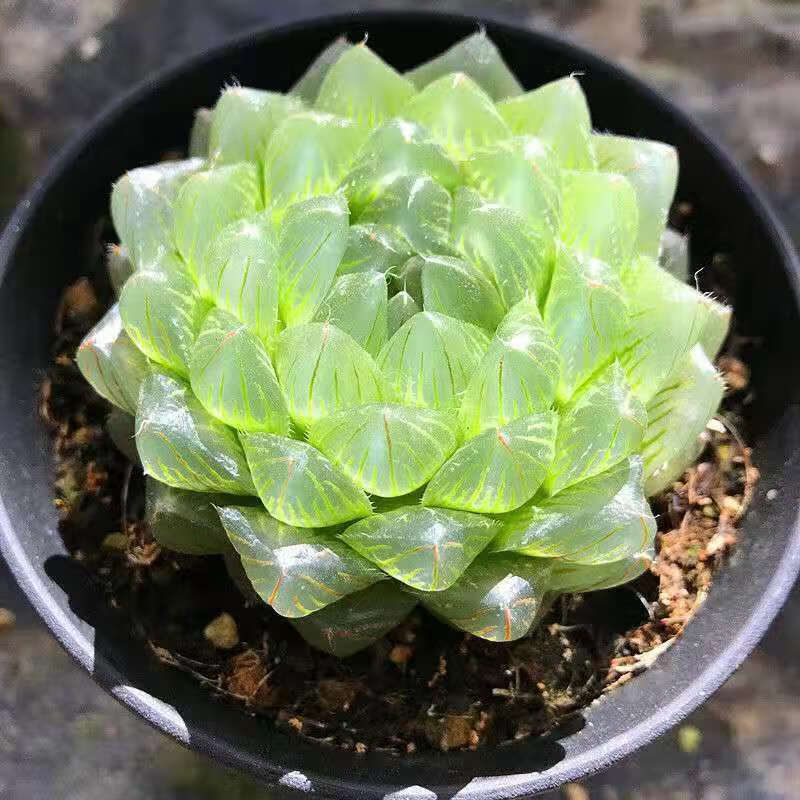 【京选】多肉玉露多肉植物玉露十二卷花卉盆栽黄金玉露冰灯冰川室内