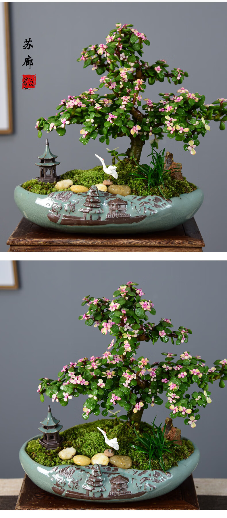 树盆景常青发财树盆栽植物室内绿植四季好养花卉 【天道酬勤】鹤莱