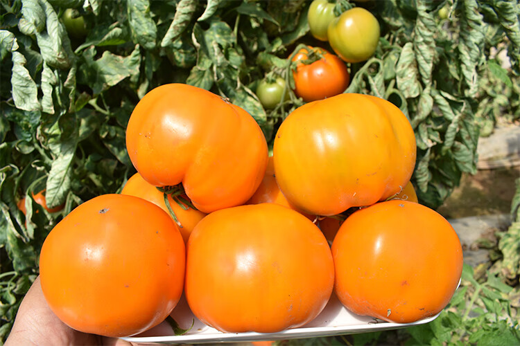 轻恋 五原黄色西红柿大黄柿子内蒙特产黄番茄铁皮柿子新鲜水果4斤  