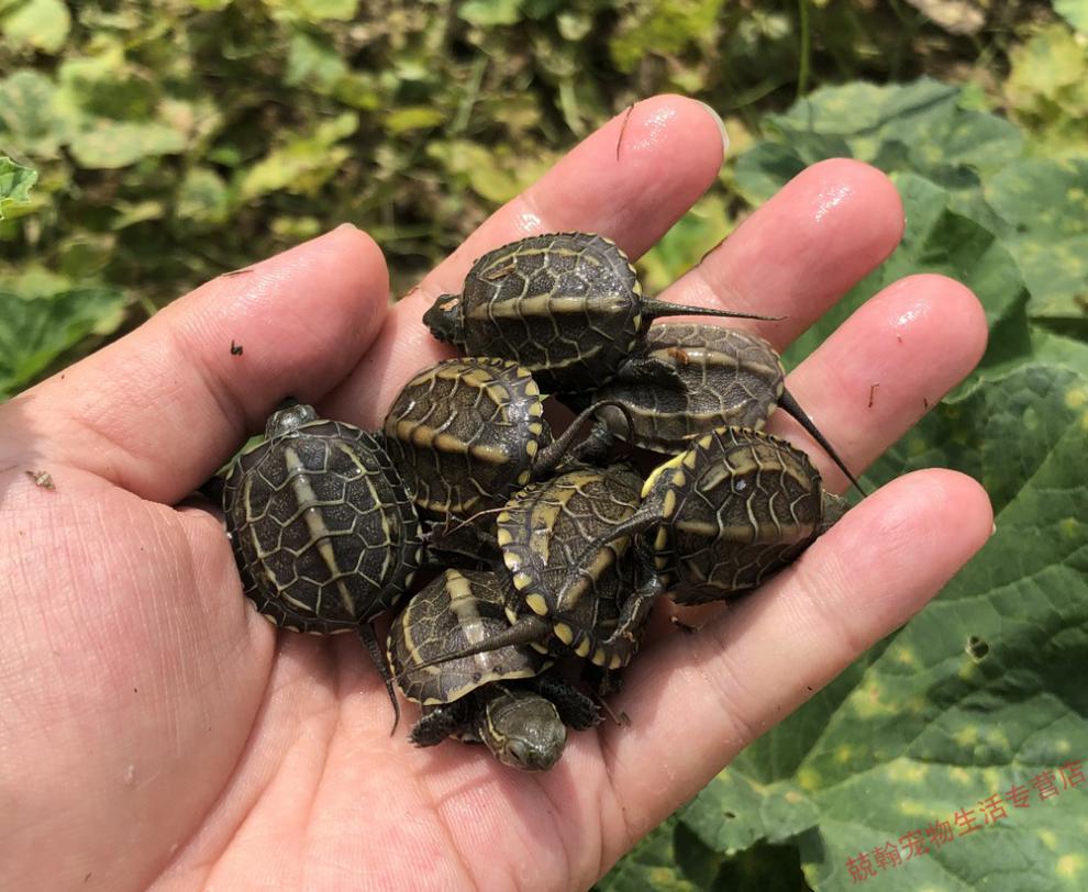 豆乐奇(douleqi)黑腹墨龟苗活体全黑小乌龟活物外塘中华草龟苗镇宅龟
