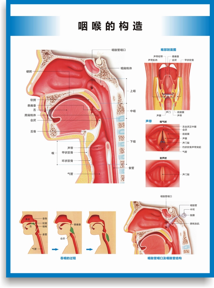 醫院科室掛圖耳鼻喉構造圖耳鼻喉解剖圖耳鼻喉結構圖耳鼻喉科掛圖醫院