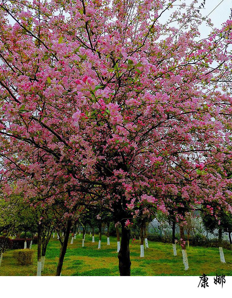 海棠树西府海棠树苗北美海棠苗庭院花卉绿化行道树当年开花垂丝海棠
