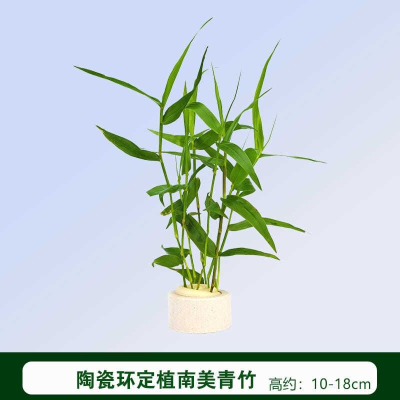 水族箱鱼缸印度竹节草中后景南美水竹青竹水草缸新手水草阴性一盆十支