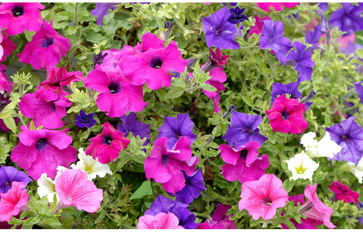 语辰彤矮牵牛花种子阳台垂吊牵牛花种子种易活盆栽花卉庭院花籽种籽矮