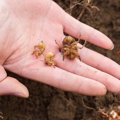 金蝉知了幼苗知了猴幼苗金蝉种苗活体卵枝金蝉养殖蝉蚁小苗幼苗知了猴
