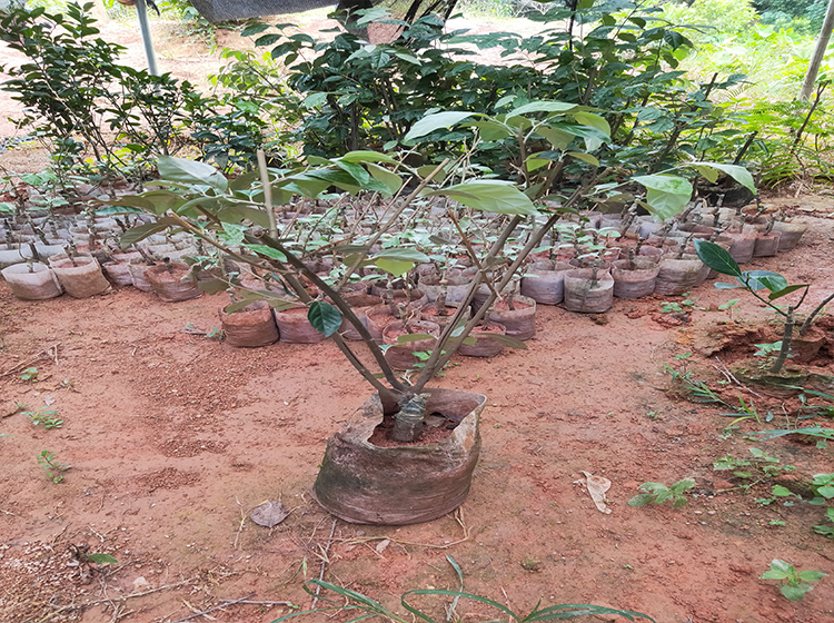 花姬蝶遇羊奶果苗特大果形德甜二号胡颓子苗胡秃子苗羊奶果树苗羊奶果