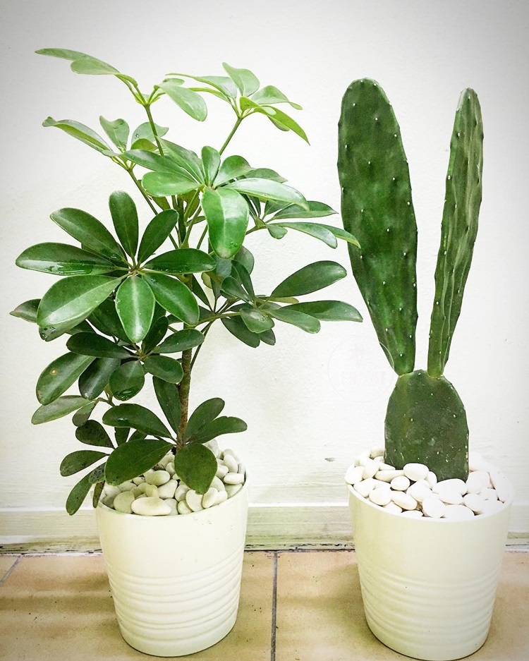 鸭脚木鹅掌柴鸭掌木耐荫常绿北欧绿植室内盆栽大叶伞植物 鸭脚木水泥