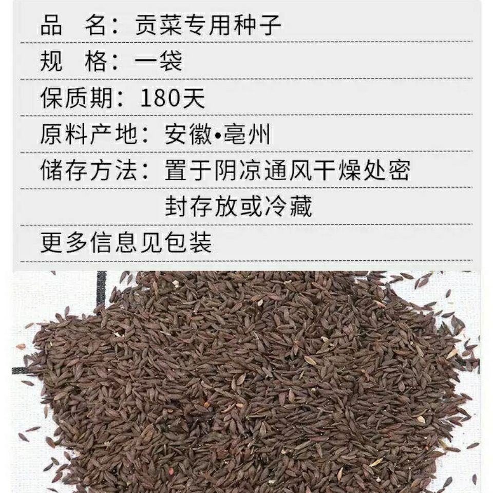 蔬菜种子响菜籽四季播种耐热抗寒 分装2包【买二 一】 贡菜种子【图片
