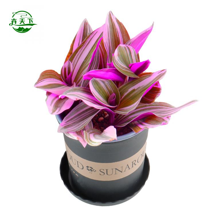 油画婚礼吊兰盆栽荷兰进口盆栽油画吊兰吊兰锦办室内桌面 卉天下 精选