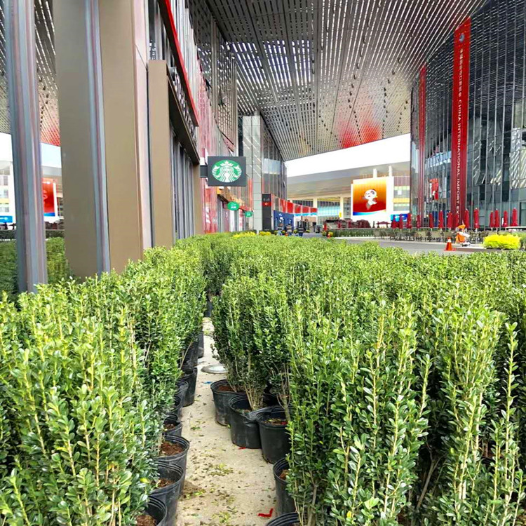 庭院树苗绿篱栅栏直立冬青朝天笔日本冬青直杆钝齿四季长青篱笆苗15