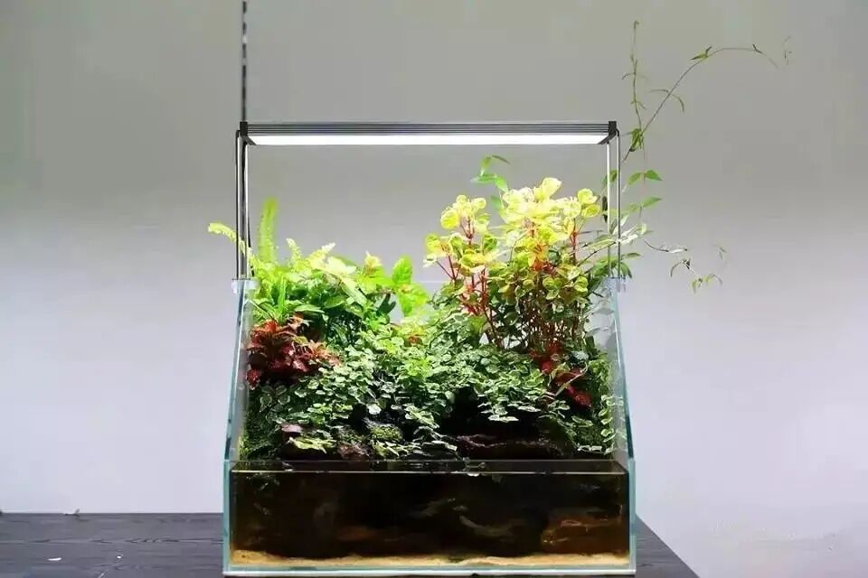 超白水陆鱼缸植物造景缸微景观斜口造景缸金晶玻璃两栖生态缸雨林