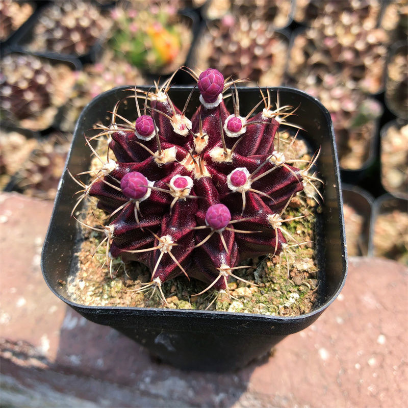 雨花蝶 紫星牡丹仙人球精品多肉植物防辐射室内实生紫牡丹仙人掌类易