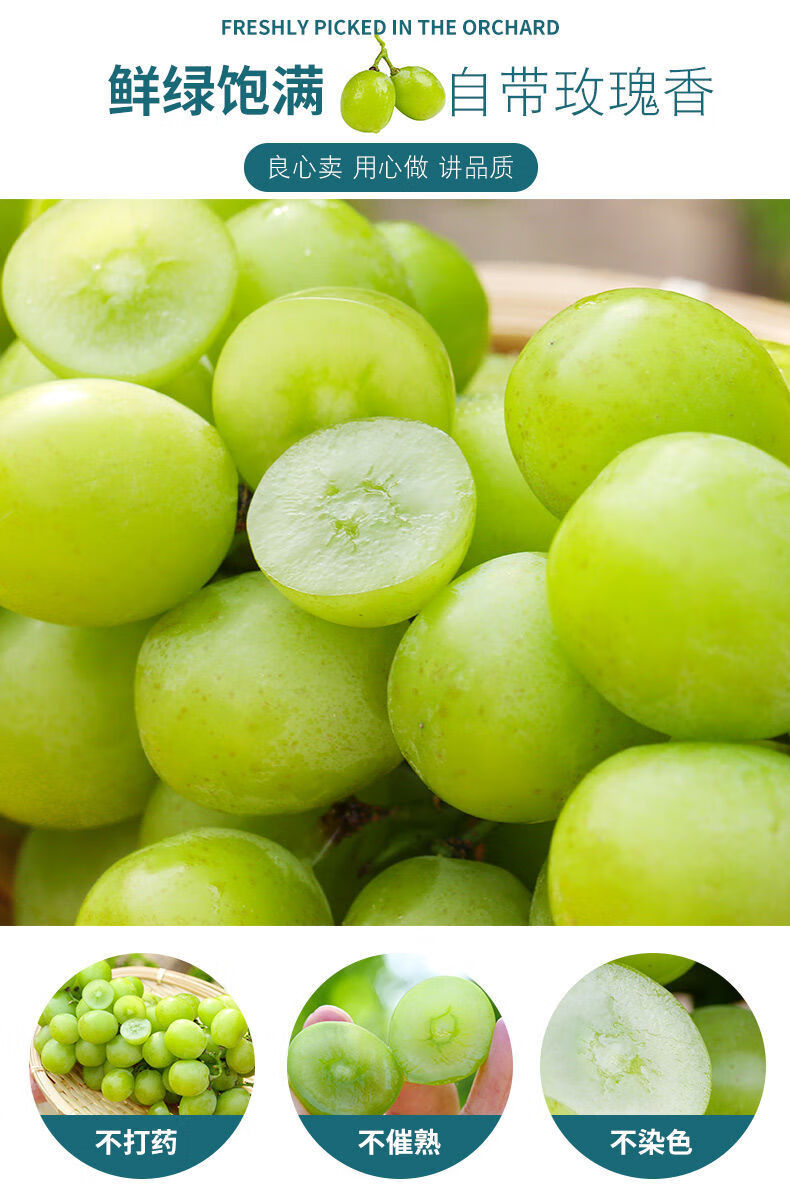 【精选】现摘香印青提阳光玫瑰葡萄新鲜玫瑰香葡萄2/5斤 普通大果颗粒
