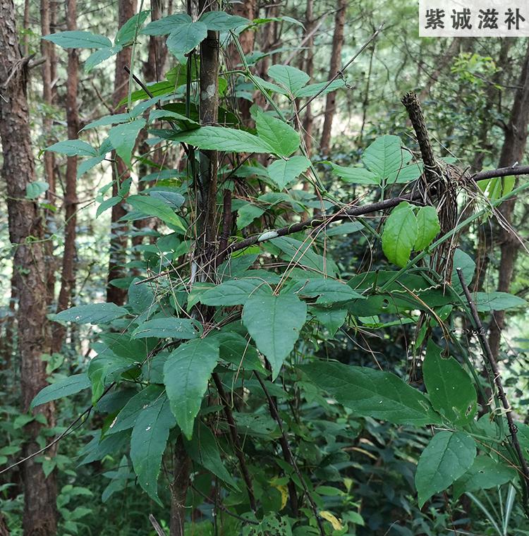 葫芦草的药用价值图片