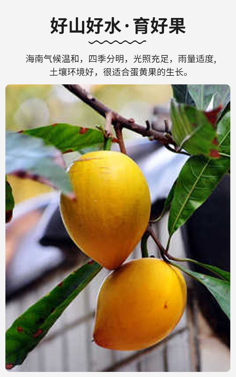 10061876789538商品名称:鸡蛋果5蛋黄果热带水果新鲜应季整箱批