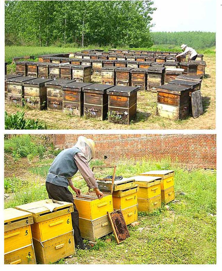 京选优品刘氏哈蜜刘在芳椴树结晶蜜雪蜜白蜜东北野生蜂蜜1000克