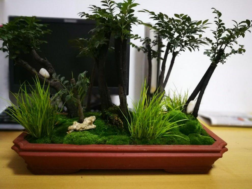 永生苔藓鲜活苔藓新鲜朵朵藓上水石植物假山草吸水石青苔种子盆景花盆