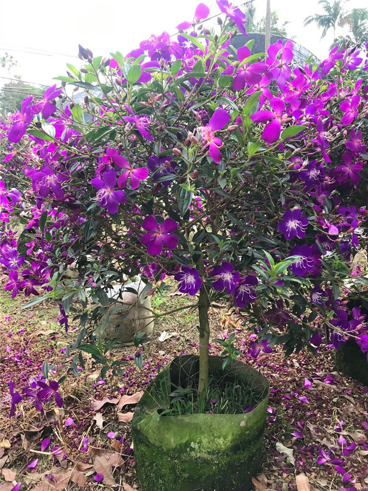 四季开花巴西野牡丹紫牡丹绿植花卉阳台植物紫色野牡丹花苗盆栽yz很多