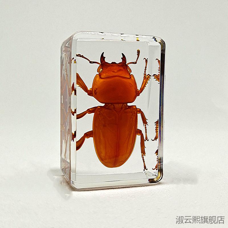 2022新款环氧树脂昆虫标本 真实昆虫标本幼儿园动物真虫树脂早教观察