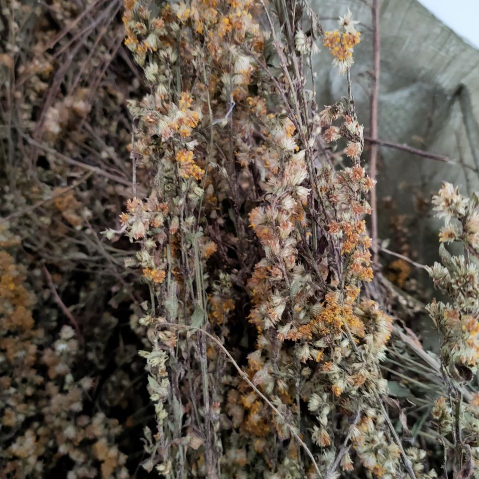 中药材一枝黄花浙江野外生长一枝黄花 金锁钥 老虎尿 全草带根500克